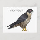 Search for falcon postcards Raptor