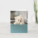 Recherche de chiot autres Anniversaire