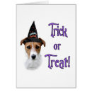 Recherche de parson russell terrier Chien