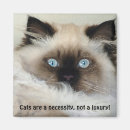 Search for birman cat Birman cats