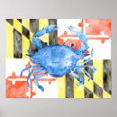 Search for blue crab posters Watercolor