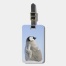 Search for penguin luggage tags Outdoors