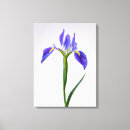 Search for iris flowers canvas prints Bloom