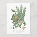 Recherche de sedum cartes postales Sédum