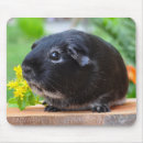 Recherche de rongeurs tapis souris Amoureux des animaux