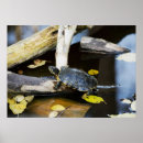 Search for pond turtle posters Amphibian