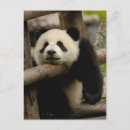 Recherche de sichuan cartes postales Animal