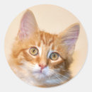 Search for orange tabby stickers Feline