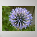 Recherche de chardon posters Jardin