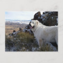 Recherche de pyrenees cartes postales Dog
