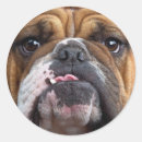Search for english bulldogs stickers Animals