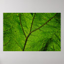 Recherche de motifs verts posters Macro