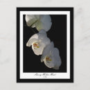 Search for orchids postcards Tropical
