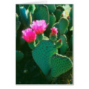 Search for beavertail postcards Botanical