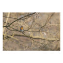 Recherche de rouge gorge posters Robin