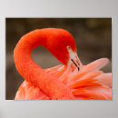 Search for american flamingo posters Wildlife