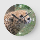 Recherche de guépard horloges Faune