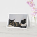 Search for tortoiseshell photography Feline