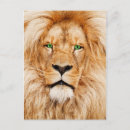 Recherche de yeux de lion cartes postales Animal