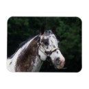 Recherche de tête de cheval magnets Appaloosa