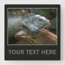 Search for cute lizard posters Iguana