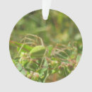 Search for arachnids ornaments Insect