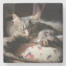 Recherche de chaton drôle dessous de verres Photographie