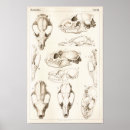 Search for cat skull bones posters Anatomy