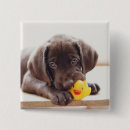 Recherche de chocolat labrador badges Mignon