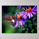 Search for wild butterfly posters Wildlife