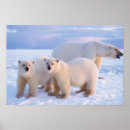 Search for pack posters Carnivore