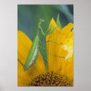 Search for a bugs life posters Insect