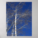 Recherche de bouleau arbres posters Paysages