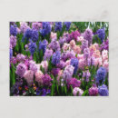 Recherche de jacinthe cartes postales Rose