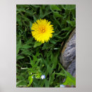Recherche de fleur pissenlit posters Vert