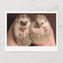 Search for hedgehogs postcards Friends