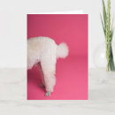 Recherche de poodle anniversaire cartes Drôle
