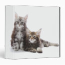 Recherche de mainecoon Félin