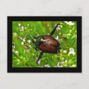 Search for beetles postcards Bugs