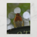 Search for european robin bird postcards Birds