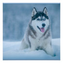 Recherche de malamute posters Blanc