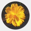 Search for macro round stickers Flower