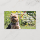 Search for yorkies photography Yorkshire terrier