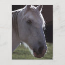 Recherche de museau cartes postales Cheval