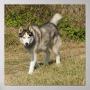 Search for siberian husky posters Nature