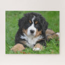 Recherche de chien de montagne bernese puzzles Mignon
