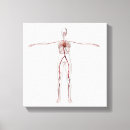 Search for circulatory system art Square image