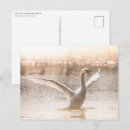 Recherche de lac de cygne cartes postales Animal