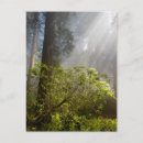 Recherche de rhododendron cartes postales Forêt