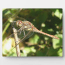 Recherche de libellules plaques Faune